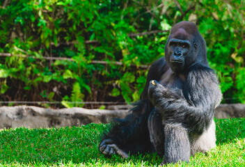 gorilla sitting eating and watching