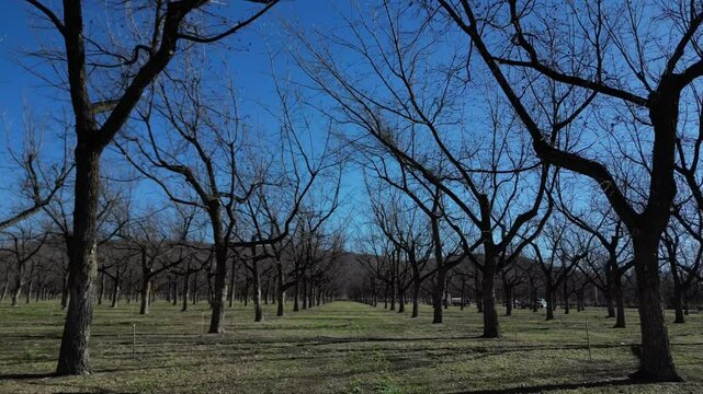 Campo de nuez pecana, nogalera sin hojas en temporada de sequia