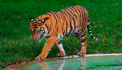 bengal tiger in water