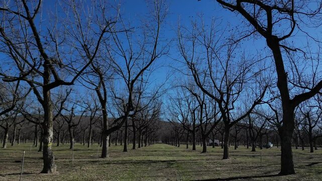 Campo de nuez pecana, nogalera sin hojas en temporada de sequia