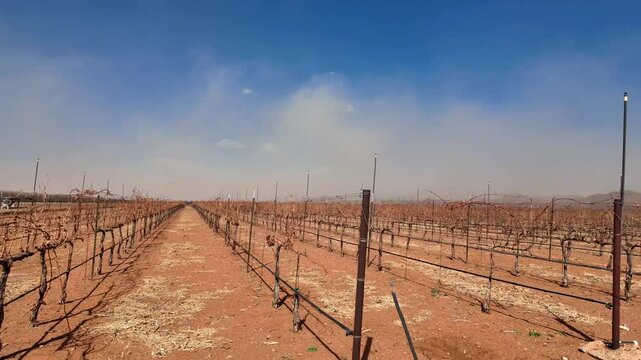 Vi&ntilde;edo en epoca de sequia, uvas secas por el calor en epoca de poca agua, campo de uvas seco