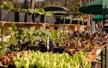 Vibrant outdoor market display of young potted plants and seedlings in sunlit environment