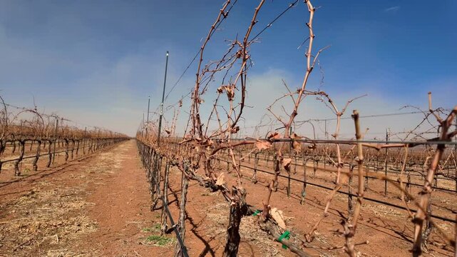 Vi&ntilde;edo en epoca de sequia, uvas secas por el calor en epoca de poca agua, campo de uvas seco