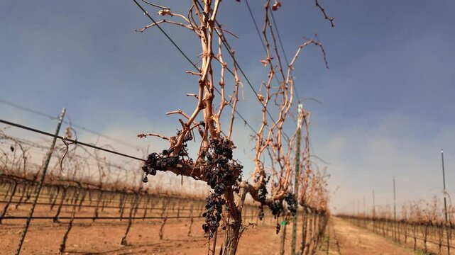 Vi&ntilde;edo en epoca de sequia, uvas secas por el calor en epoca de poca agua, campo de uvas seco