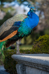 Obraz premium Close-up view of a male peacock 