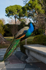 Obraz premium Close-up view of a male peacock 