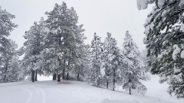 A December blizzard on a snowy gloomy winter day around Christmas, snowed in under lots of evergreen trees covered in snow in Durango, Colorado, United States