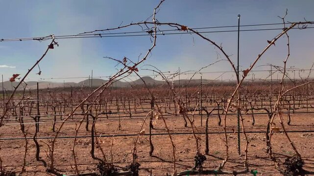 Vi&ntilde;edo en epoca de sequia, uvas secas por el calor en epoca de poca agua, campo de uvas seco