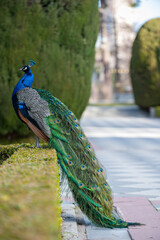 Obraz premium Close-up view of a male peacock 