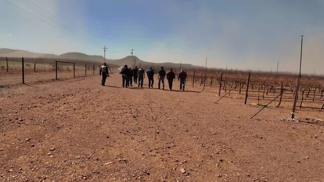 Vi&ntilde;edo en epoca de sequia, uvas secas por el calor en epoca de poca agua, campo de uvas seco