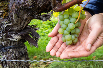 Woman holding a bunch of ripe grapes in open hands. Green grape cluster hanging on a twisted vine....