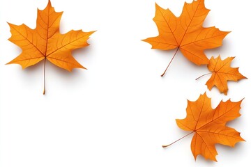 Obraz premium Golden Maple Leaves Isolated on White Background