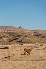 beautiful portrait of a lama, alpaca walking in the Andes mountain range surrounded by mountains, clouds with a blue sky illuminated with natural light in the heights	