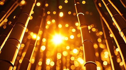 Bamboo grove bathed in golden sunlight glows warmly upward