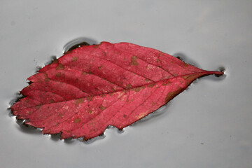 floating red maple leaf