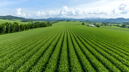 Aerial view of lush green farmland, rows of crops, distant hills, and a small barn under a blue sky