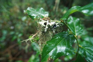 Close up of moss, lichen covered tree branch with fresh green leaves in a dense pine woodland area. 