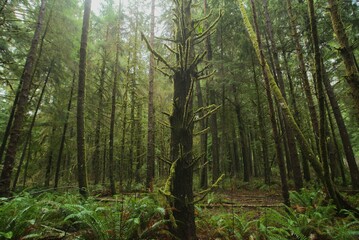 Single massive pine tree by itself in a dense pine forest.