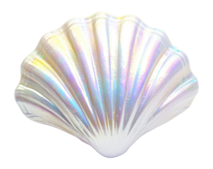 PNG White shell seashell beach invertebrate.