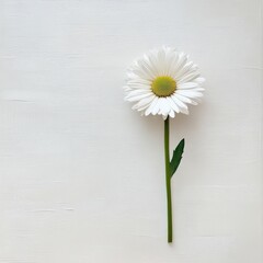 Obraz premium Single white daisy centered on a pure white background, soft natural lighting, minimalistic and elegant composition, ultra-detailed realism