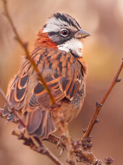 Close-Up of a Rufous-Collared Sparrow