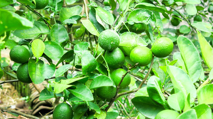 fresh green organic citrus lime fruit hanging on the tree branch.