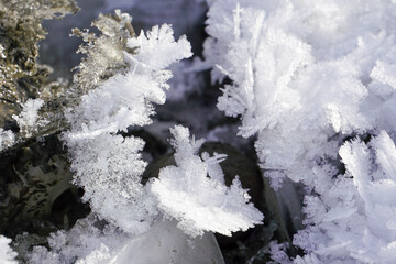 Snow Crystal Flowers