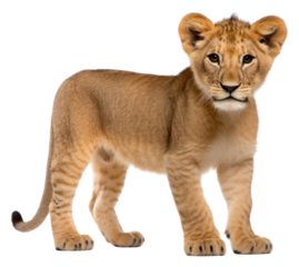 PNG Baby lion wildlife mammal animal.