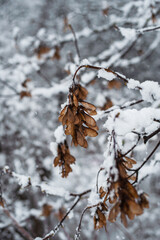 Winter park in snow.Winter landscape outside the city. Forest in the snow.