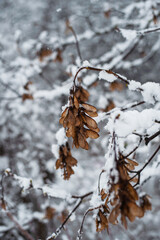 Winter park in snow.Winter landscape outside the city. Forest in the snow.