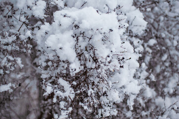 Winter park in snow.Winter landscape outside the city. Forest in the snow.