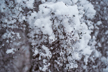 Winter park in snow.Winter landscape outside the city. Forest in the snow.