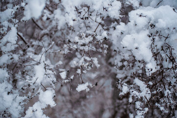 Atmospheric winter view with frost covered tree branches and dry plants in forest on blurred background during snowfall
