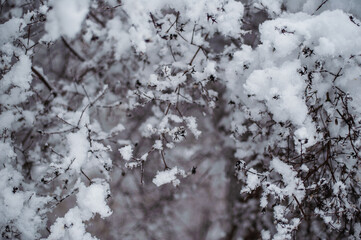 Atmospheric winter view with frost covered tree branches and dry plants in forest on blurred background during snowfall
