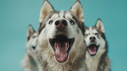 Husky dog portrait looking at the camera with mouth open on a turquoise blue background