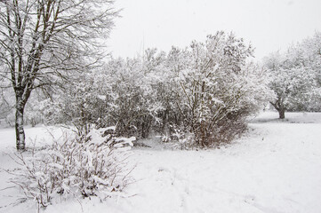 Snow-covered tree bushes. Tree branches are covered with snow snowflakes. Winter 2025 Ukraine
