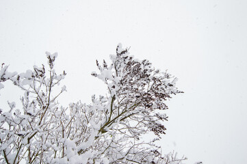 Winter tree branches in the snow. Bushes in the snow, snow falling.