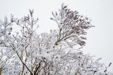 Winter tree branches in the snow. Bushes in the snow, snow falling.