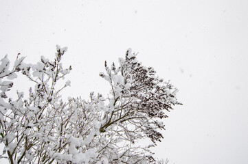 Winter tree branches in the snow. Bushes in the snow, snow falling.