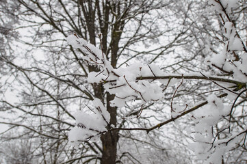 Winter landscape, snow, cold. Trees covered with snow