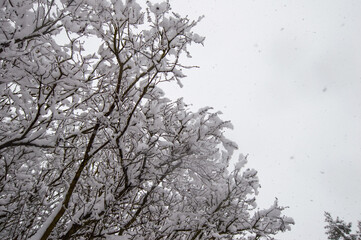 wet snow white gray gradient nature winter landscape frozen road soil without people gloomy mysterious atmosphere cold day
