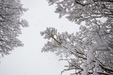 Capturing the serene beauty of nature, these trees are beautifully covered in frosty snow, creating a winter wonderland.

