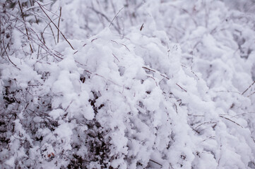 Tree branches covered with white frost against a white sky. Winter.