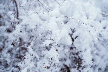 Capturing the serene beauty of nature, these trees are beautifully covered in frosty snow, creating a winter wonderland.
