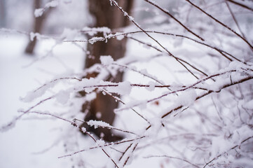 Snow winter landscape. Frozen branches of bushes and trees.