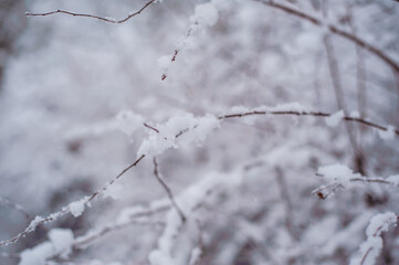 Winter landscape, snow, cold. Trees covered with snow. Cold atmosphere