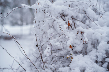 Obraz premium Majestic snow-laden trees stand tall in Ukrainian Carpathians.Snow-covered tree bushes.