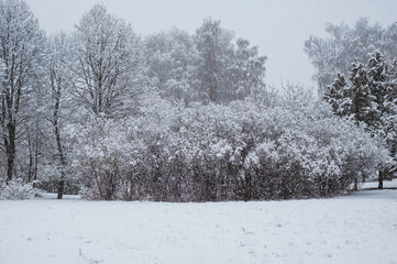 Fototapeta premium Tree branches covered with white frost against a white sky. Winter.Atmospheric winter view with frost covered tree branches and dry plants in forest on blurred background during snowfall.