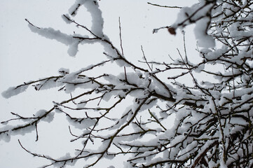 Snow winter landscape. Frozen branches of bushes and trees.