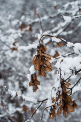 Winter landscape with frozen tree leaves.